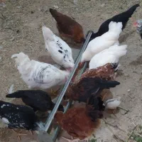مرغ و خروس  موقعیت ورامین