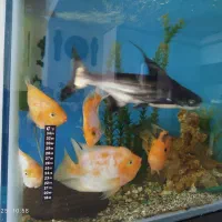 ماهی پرت 3عدد سانتا 2عدد کینگ|ماهی|فردیس, شهرک ناز|دیوار