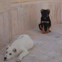 واگذاری سگ الابای