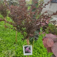 تولیدوفروش گلهای لوکس وکمیاب وارداتی|خدمات باغبانی و درختکاری|چابکسر, |دیوار