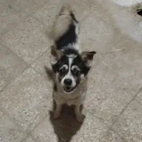 سگ پاکوتاه نر سالم|سگ|ورامین, ورامین|دیوار