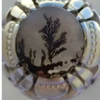 شجرظریف وزیبا