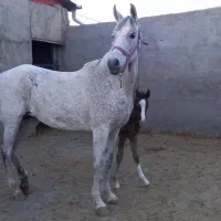اسب
