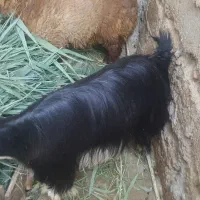 یک عدد بوز ماد جوان فروشی|حیوانات مزرعه|بندر امام خمینی, |دیوار