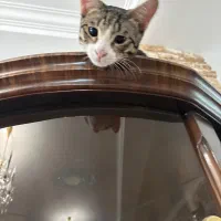 گربه ی نر مهربون و بامزه|گربه|ساری, |دیوار