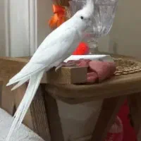 خ ر ی د ا ر م