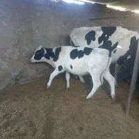 گوساله ماده|حیوانات مزرعه|نیشابور, فضل|دیوار