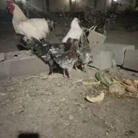 8عدد مرغ خروس گلین چهل تاج فروش فوری|پرنده|اصفهان, ارغوانیه|دیوار
