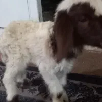 بره|حیوانات مزرعه|حمیل, |دیوار