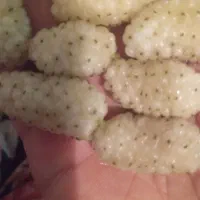 فروش توت سفید