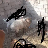 بره دوساله قیمت ۲۰ملیون
