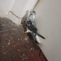 یک عدد کبوتر قاره