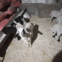 ۷راس میش وبره گیلانغرب|حیوانات مزرعه|گیلان غرب, |دیوار