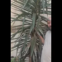درخت یوکا
