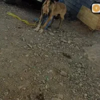 سگ سرابی واگذاری|سگ|تبریز, |دیوار