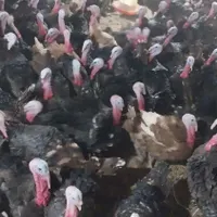 جوجه بوقلمون یکماه|حیوانات مزرعه|تبریز, |دیوار