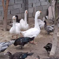 دو عدد قو غاز لیندا نر اصیل|حیوانات مزرعه|آمل, |دیوار