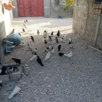 کبوتر