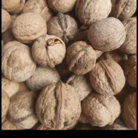 گردو پوست کن وبادام  گردو سبز|خدمات باغبانی و درختکاری|کرمانشاه, |دیوار