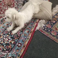 مفقودی سگ کوچک شیتزو تریر در ارومیه