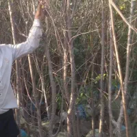 نهال ونهالستان تخصصی بزرگ حاجی گوارشکی|خدمات باغبانی و درختکاری|مشهد, توس فردوسی|دیوار