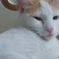 گربه خانگی