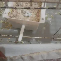 فنچ مولد واقعی با تخم و جوجه|پرنده|خرم‌آباد, |دیوار