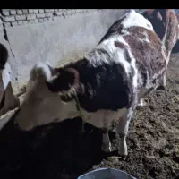 تلیسه سیمنتال خالص