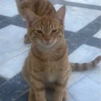 واگذاری گربه رایگان