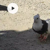 کفتر خوب طوقی|پرنده|محمدشهر, سیدآباد|دیوار