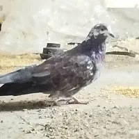 کبوتر نر|پرنده|گلستان (تهران), |دیوار