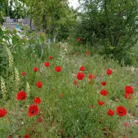 باغ 1200 متری اسجیل زیبا