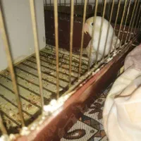 طوطی برزیلی|پرنده|رشت, کوی مهر|دیوار