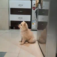 توله سگ پامر