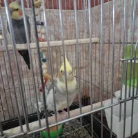 عروس هلندی مولد