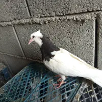 کفتر|پرنده|آسمینون, |دیوار