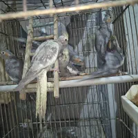 عروس هلندی با جوجه|پرنده|تهران, شهرک طالقانی|دیوار