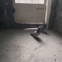 کفتر اصفهانی|پرنده|برخوار, |دیوار