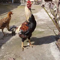 خروس لاری اصل رنگی