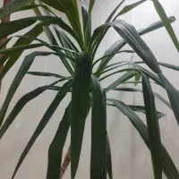 گل یوکا آپارتمانی بزرگ و سرحال|گل و گیاه طبیعی|تهران, چیتگر شمالی|دیوار