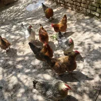 مرغ تخم گذار