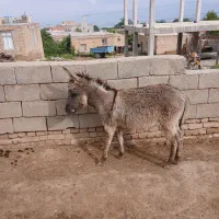 کره خر نر