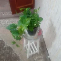 عروسک|اسباببازی|اردبیل, |دیوار