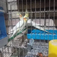 عروس هلندی مولد