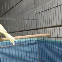 قناری شلاق خون سالم