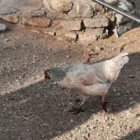 فروش زمین مسکونی درروستای خوش آب و هوای شید اصفهان