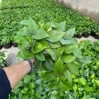 پتوس کاسه بزرگ پیتوس