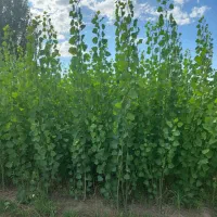 جشنواره بزرگ صــنوبرکاری  سرمایه‌ای برای آینده|خدمات باغبانی و درختکاری|خرم‌آباد, |دیوار