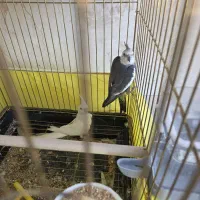 1 جفت عروس هلندی