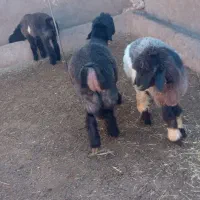 کوه قوچی نژاد دار